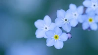 flor, azul, planta floreciendo, pétalo, planta