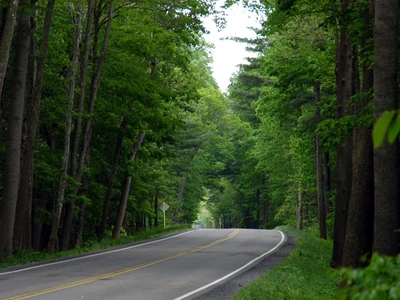 Serene Waldstraße, umgeben von üppigem Grün