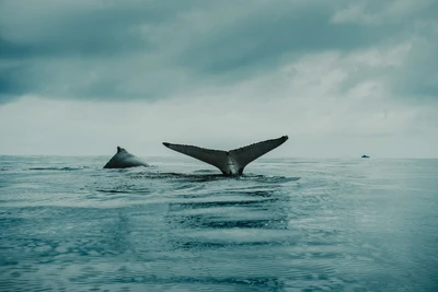 Queues de baleine brisant la surface sous des cieux nuageux