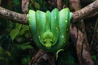 python verde, serpiente verde, rama de árbol, reptil, coiled snake