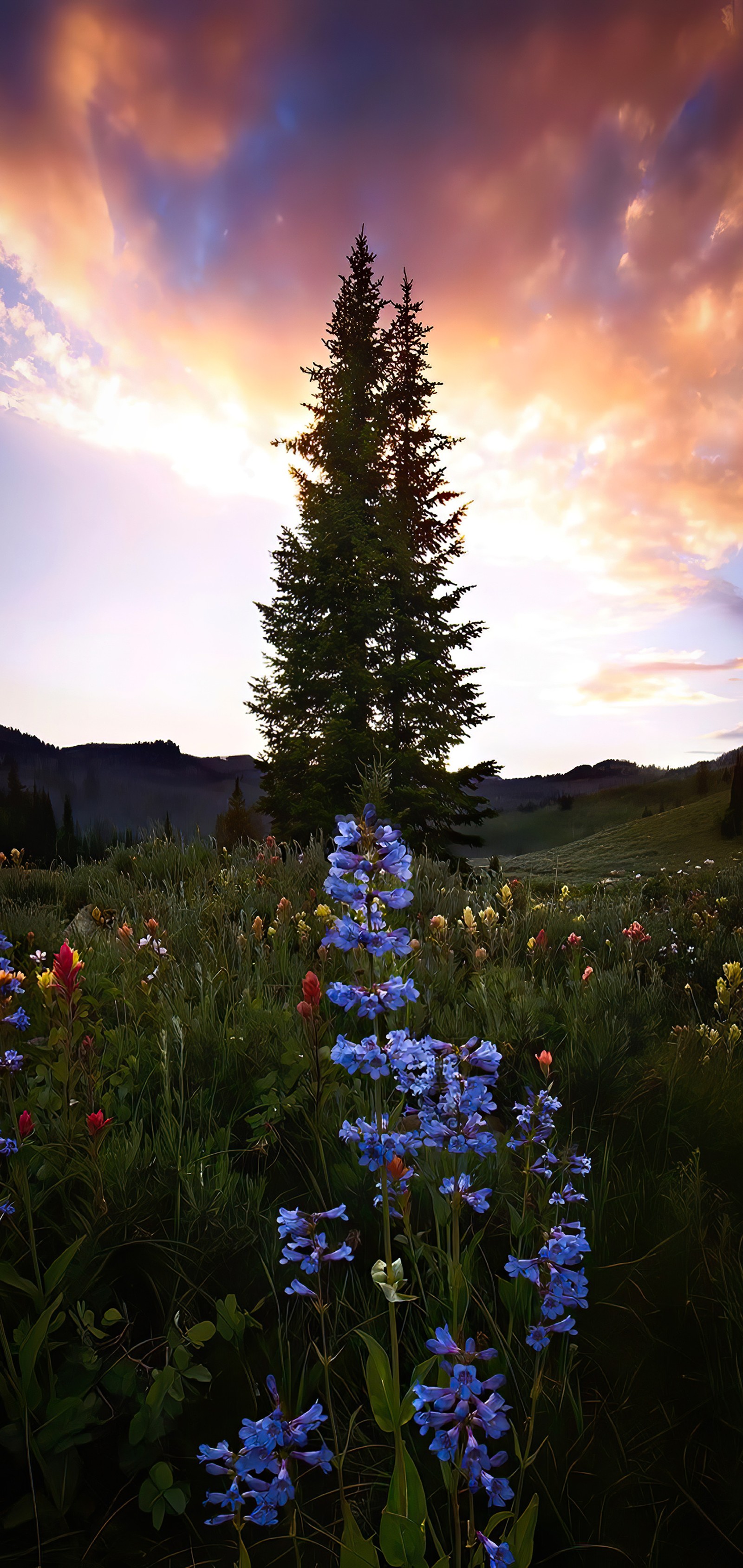 Es gibt ein feld mit blumen und einem baum im hintergrund (wolke, blume, pflanze, natürliche landschaft, baum)