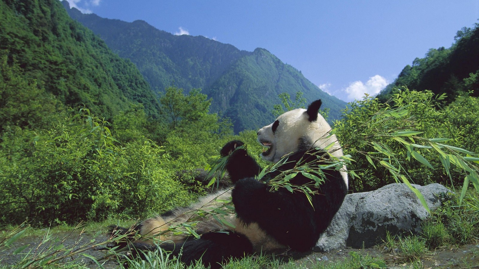 Una panda comiendo bambú en las montañas con montañas de fondo (panda gigante, reserva natural, desierto, oso, bioma)