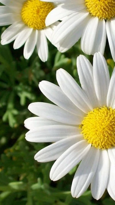 Bright Daisies in Bloom: A Springtime Delight