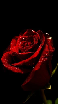 Dew-kissed Red Rose Against a Black Background