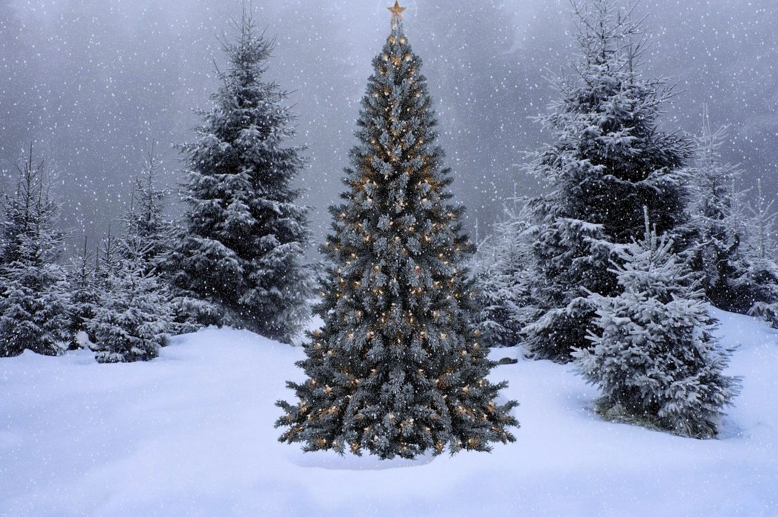 Árbol de navidad en la nieve con una estrella en la cima (navidad, árbol de navidad, noche, nieve, árbol)