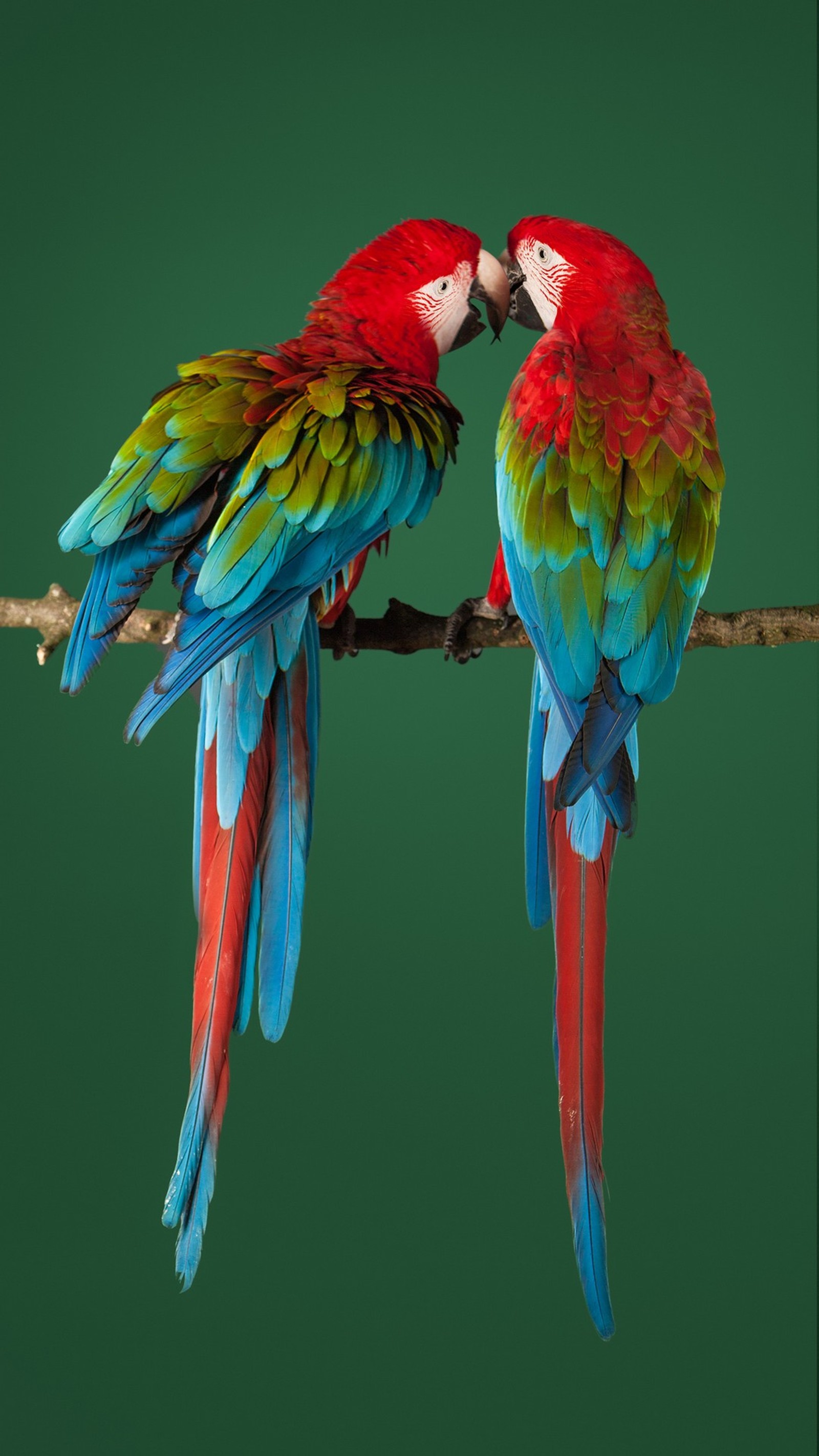 Two colorful parrots sitting on a branch with green background (animal, bird, color, colorful, green)