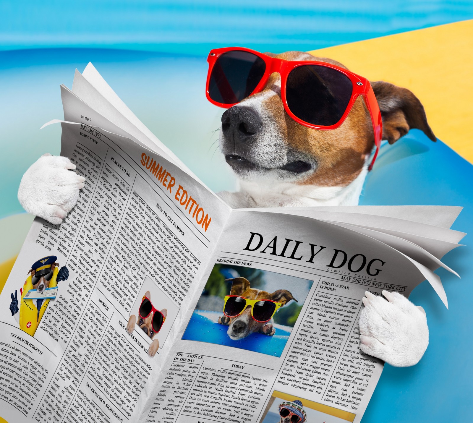 Unscharfes bild eines hundes mit sonnenbrille, der am strand eine zeitung liest (abej, beograd, hund, jack russell, liebe)