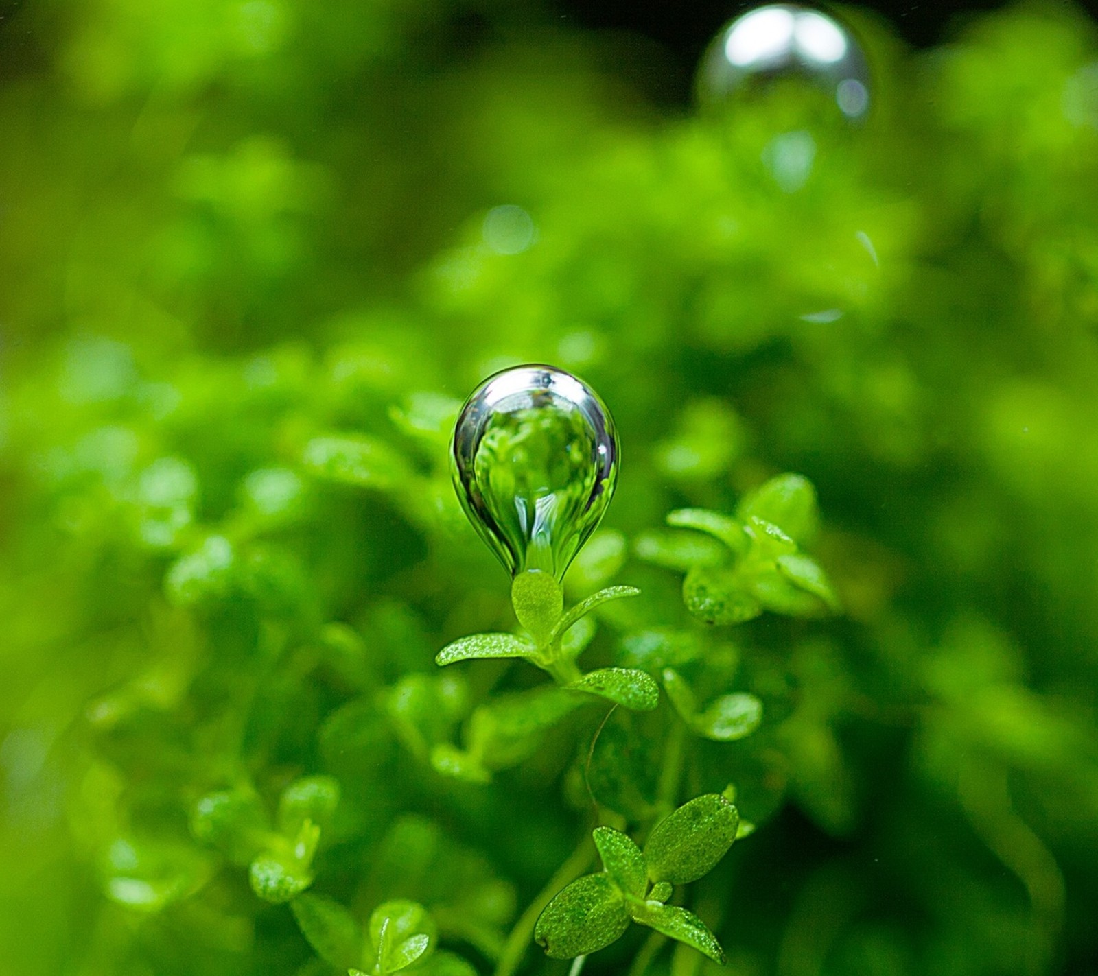 Une goutte d'eau sur une plante aux feuilles vertes (gouttes, vert, feuille, nature)