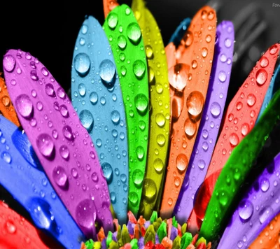 Vibrant Rainbow Petals Glistening with Dew Drops