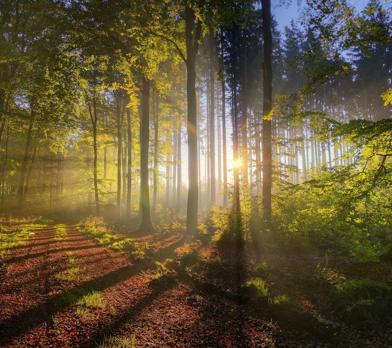 Вид на лес с солнцем, светящим сквозь деревья (красивый, сумерки, лес, природа, солнечный свет)