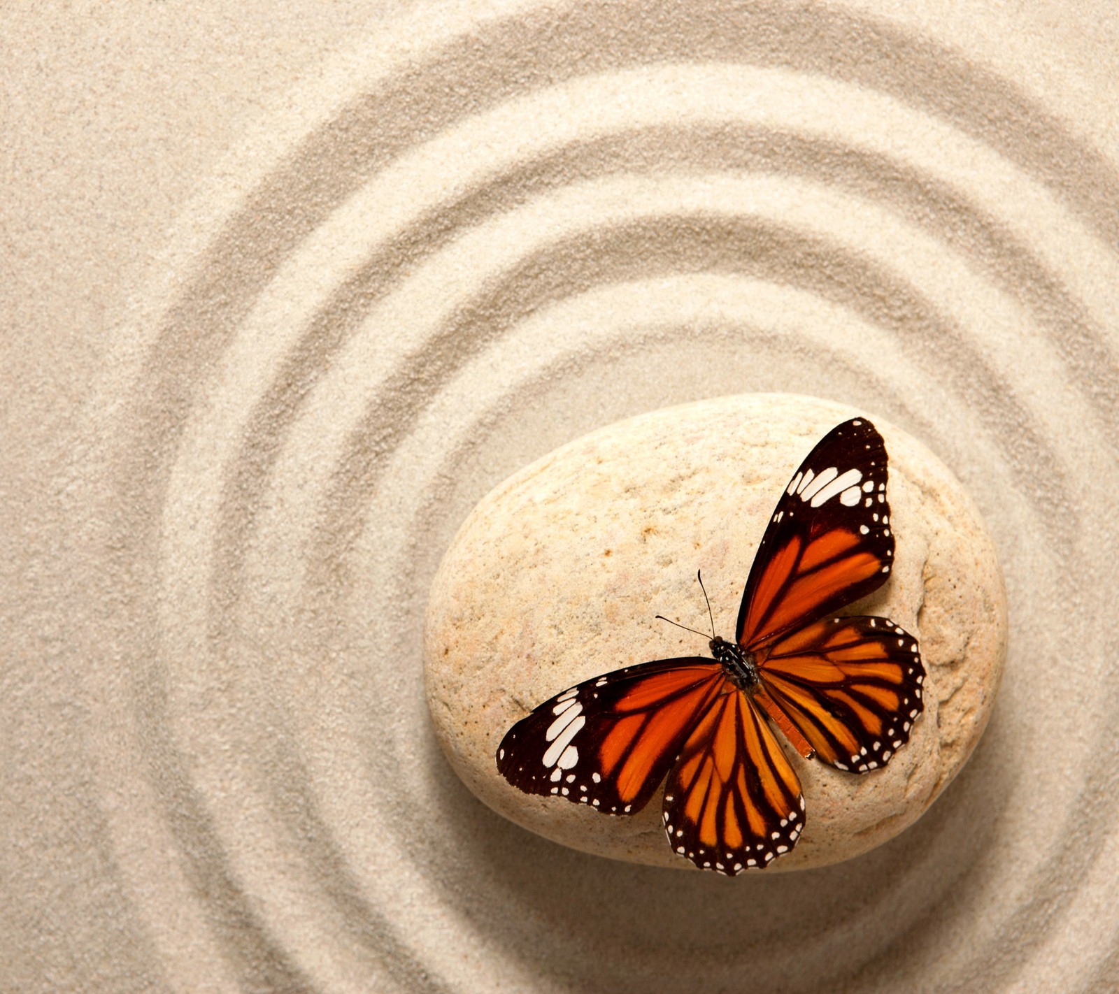 Lade schmetterling, sand, stein, zen Hintergrund herunter