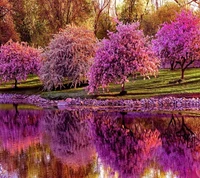 bloom, pink, spring, trees wallpaper