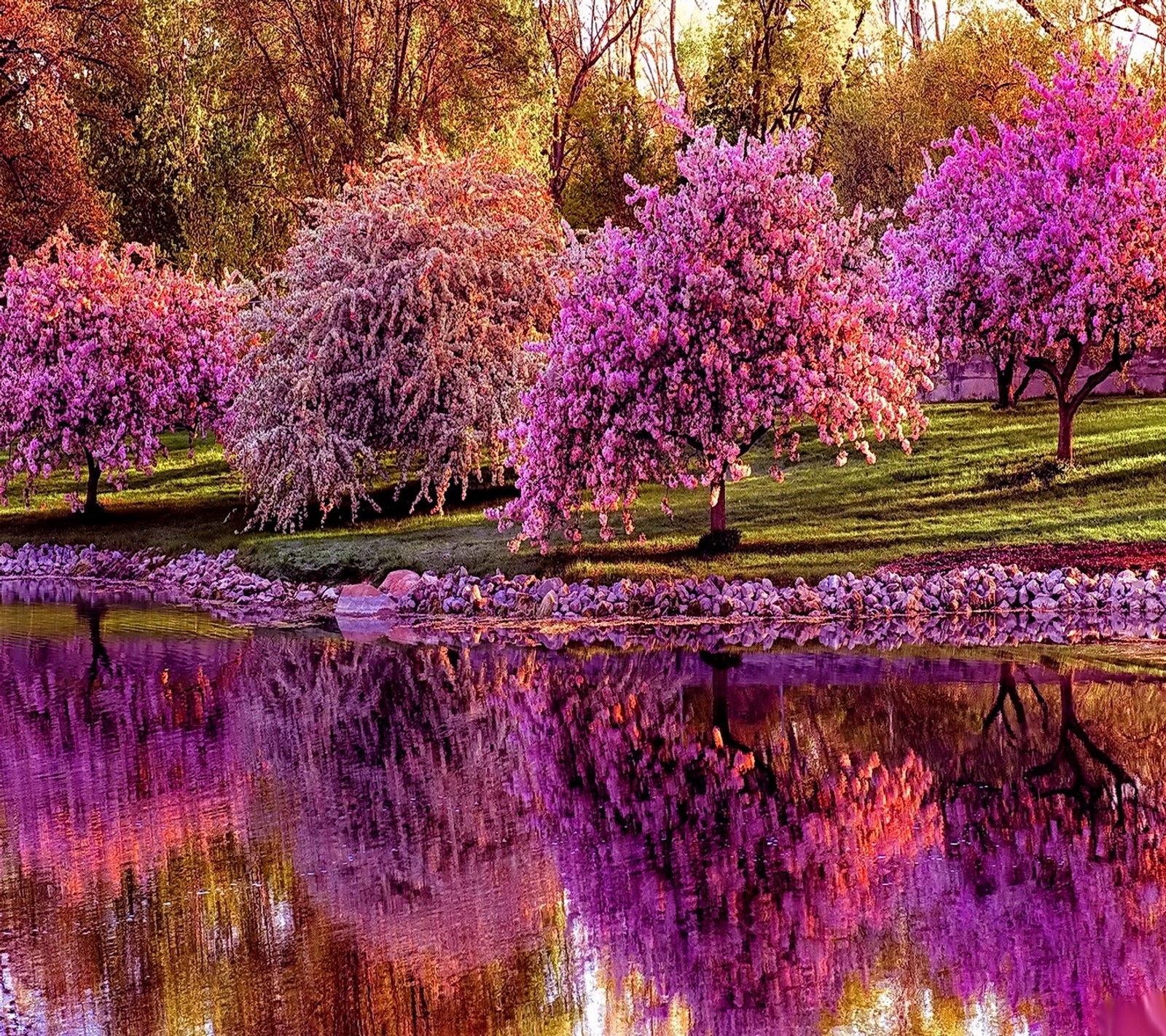 Téléchargez le fond d'écran floraison, rose, printemps, arbres