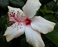 flor, hd, paisaje, amor, naturaleza