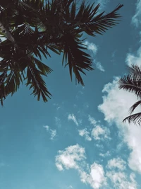 Tropical Sky Framed by Palmtrees