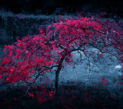 Mañana de otoño neblinosa con un árbol rosa vibrante