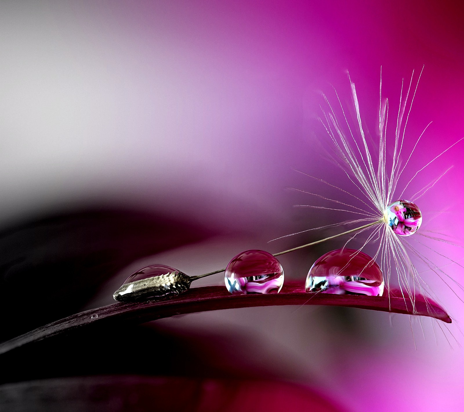 Eine nahaufnahme eines löwenzahns mit wassertropfen darauf (rosa, regentropfen)