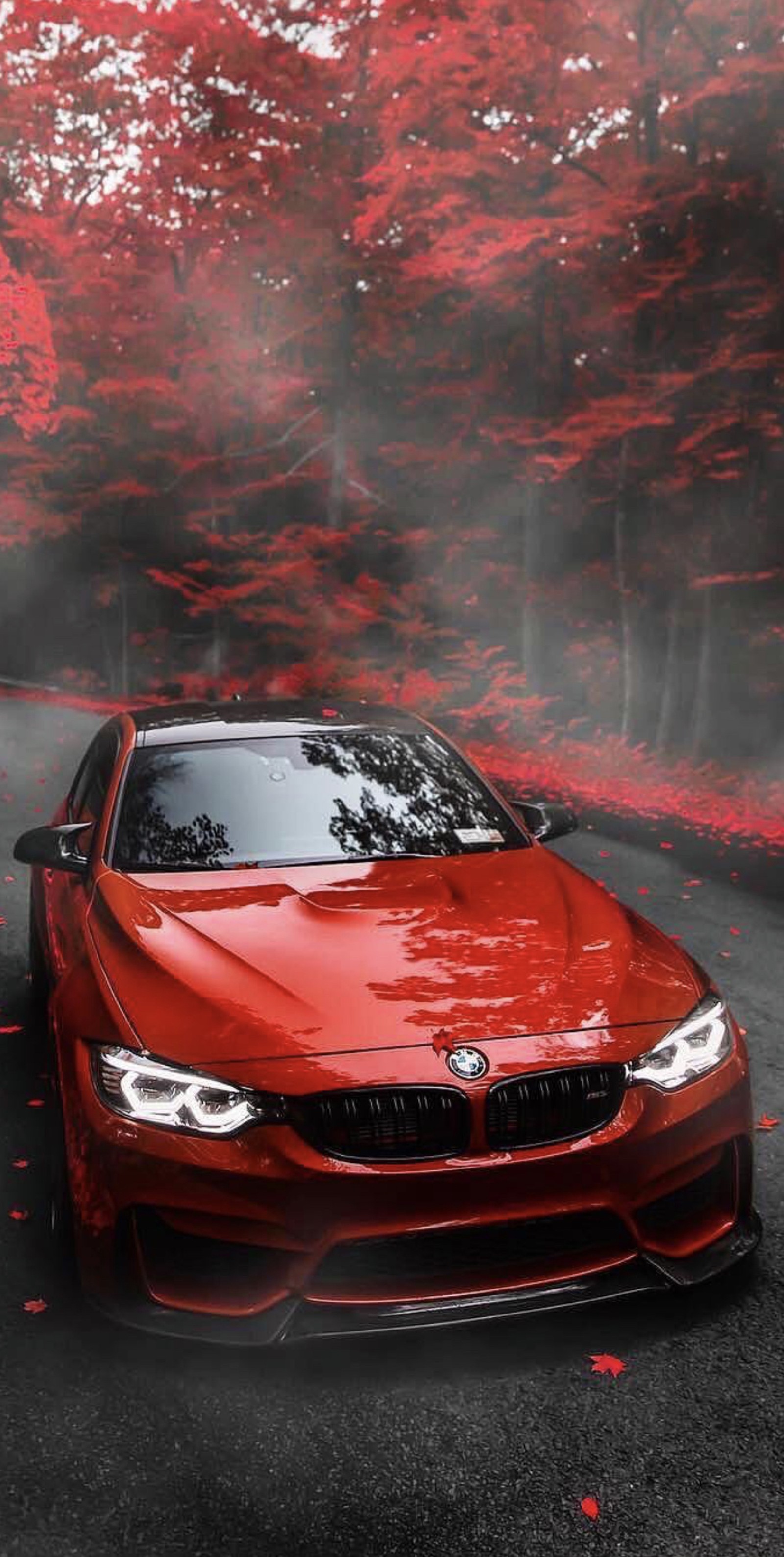 Bmw car in the middle of a forest with red leaves (car, autumn, red, bmw)