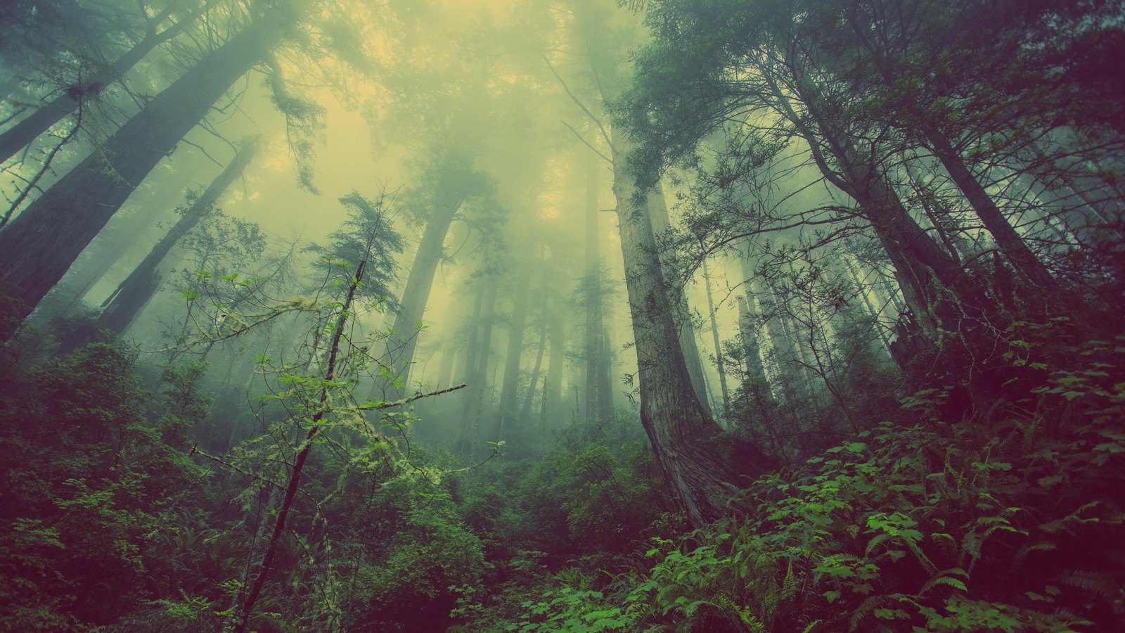 Una vista de un bosque con árboles altos y niebla no ar. (naturaleza, bosque, verde, árbol, vegetación)