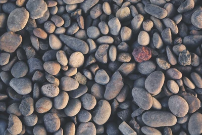 A diverse collection of smooth, rounded pebbles in various shades and sizes.