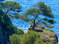 landscape painting, sea, coast, tree, vegetation wallpaper