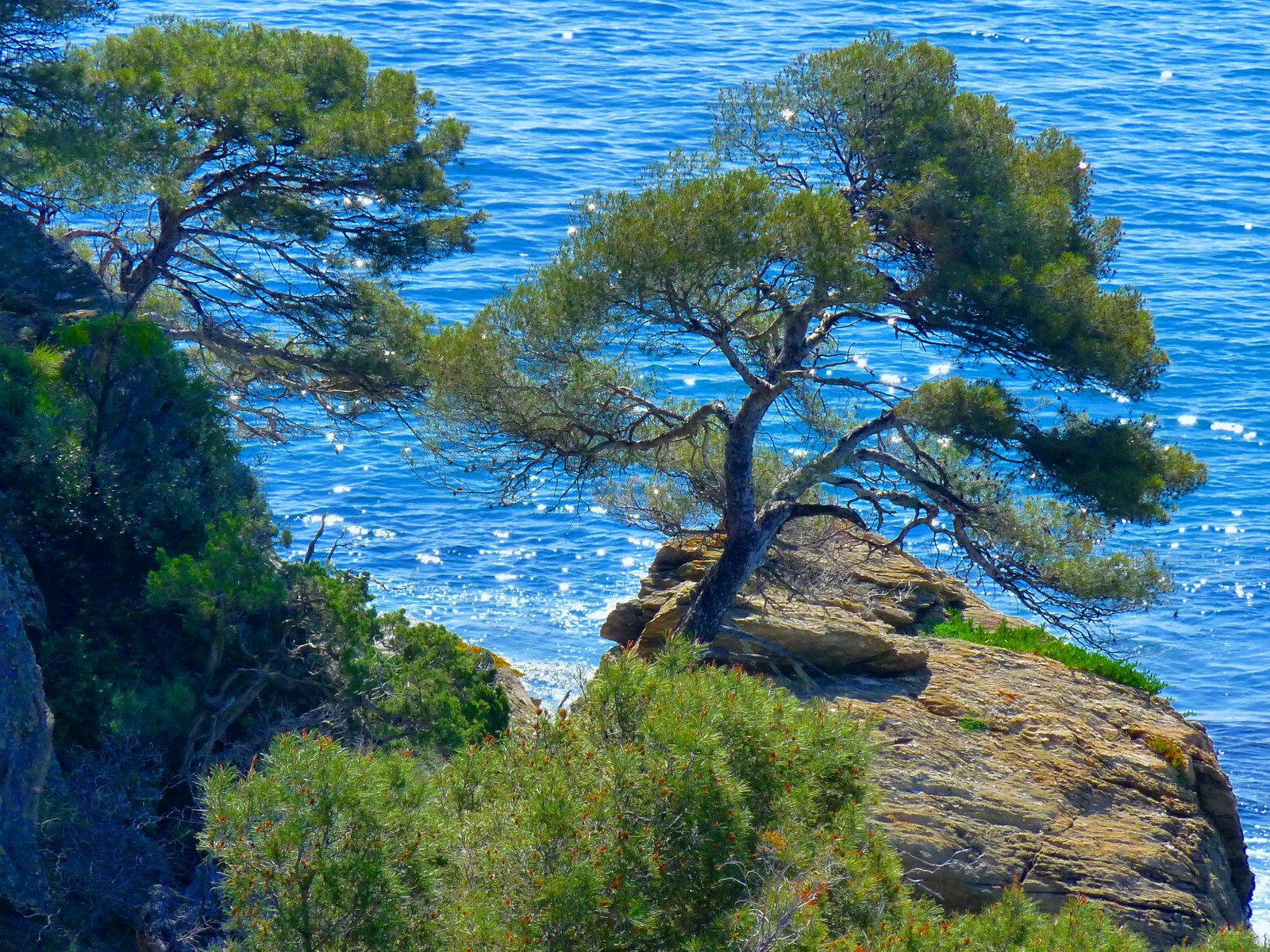 Uma árvore solitária em uma rocha perto do oceano (pintura de paisagem, mar, costa, árvore, vegetação)