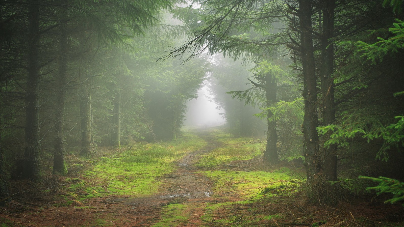 Una vista de un camino a través de un bosque con niebla (naturaleza, bosque, vegetación, bosque templado de coníferas, camino)