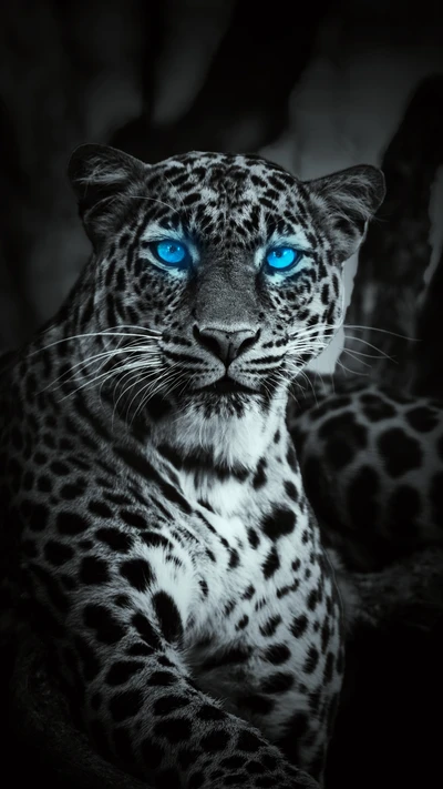 Ein auffälliger schwarzer Leopard mit lebhaften blauen Augen, der seine kraftvolle Präsenz und das komplexe gefleckte Fell zeigt.