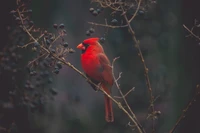 Cardinal du Nord vibrant perché sur une branche