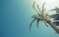 Sunlit Palm Tree Against a Clear Blue Sky