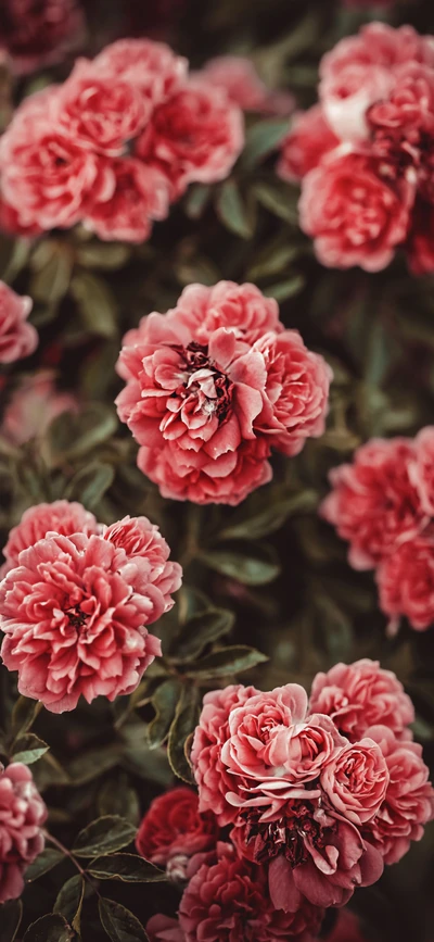 Rosas híbridas de chá vibrantes em flor