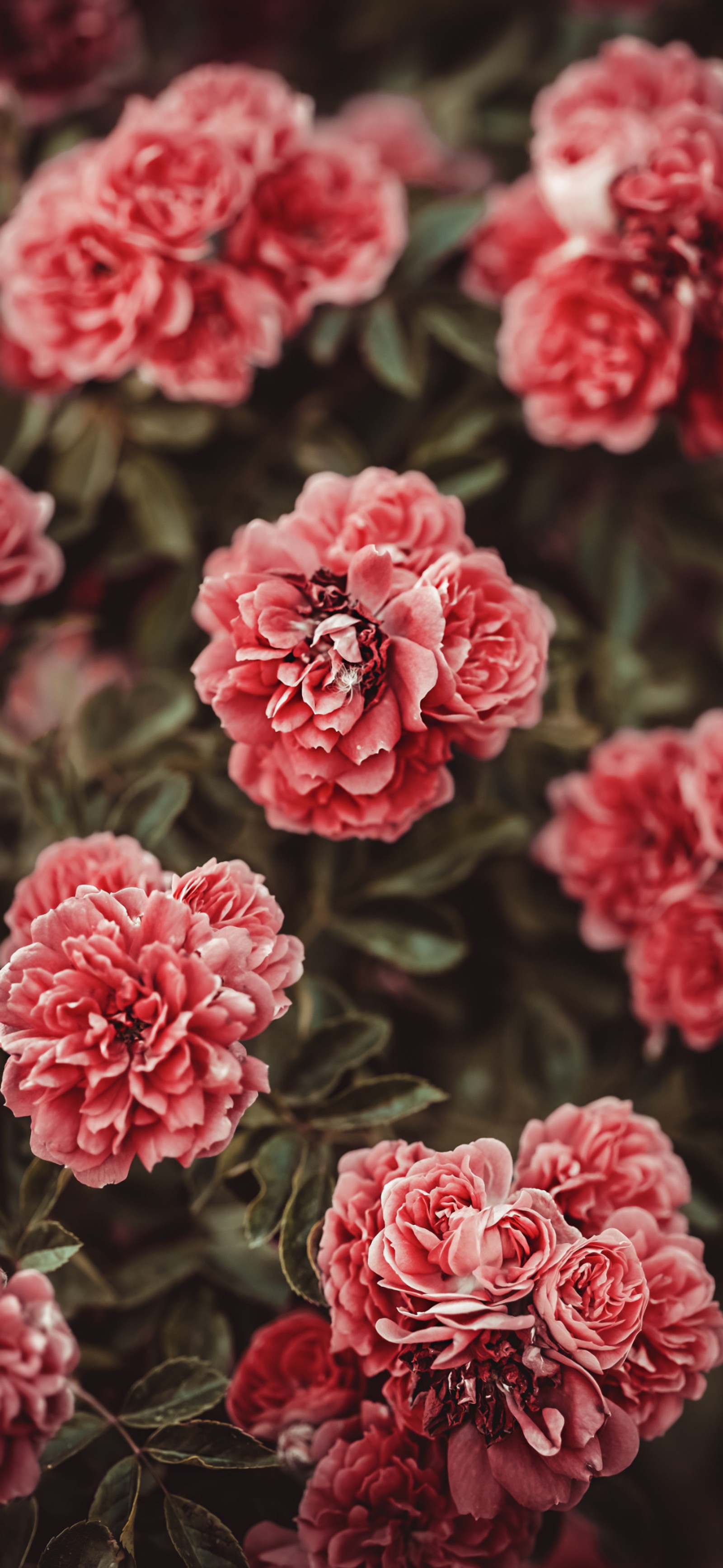 Muchas flores rosas que están creciendo en el jardín (rosa híbrida de té, rosas de jardín, flor, planta, blanco)