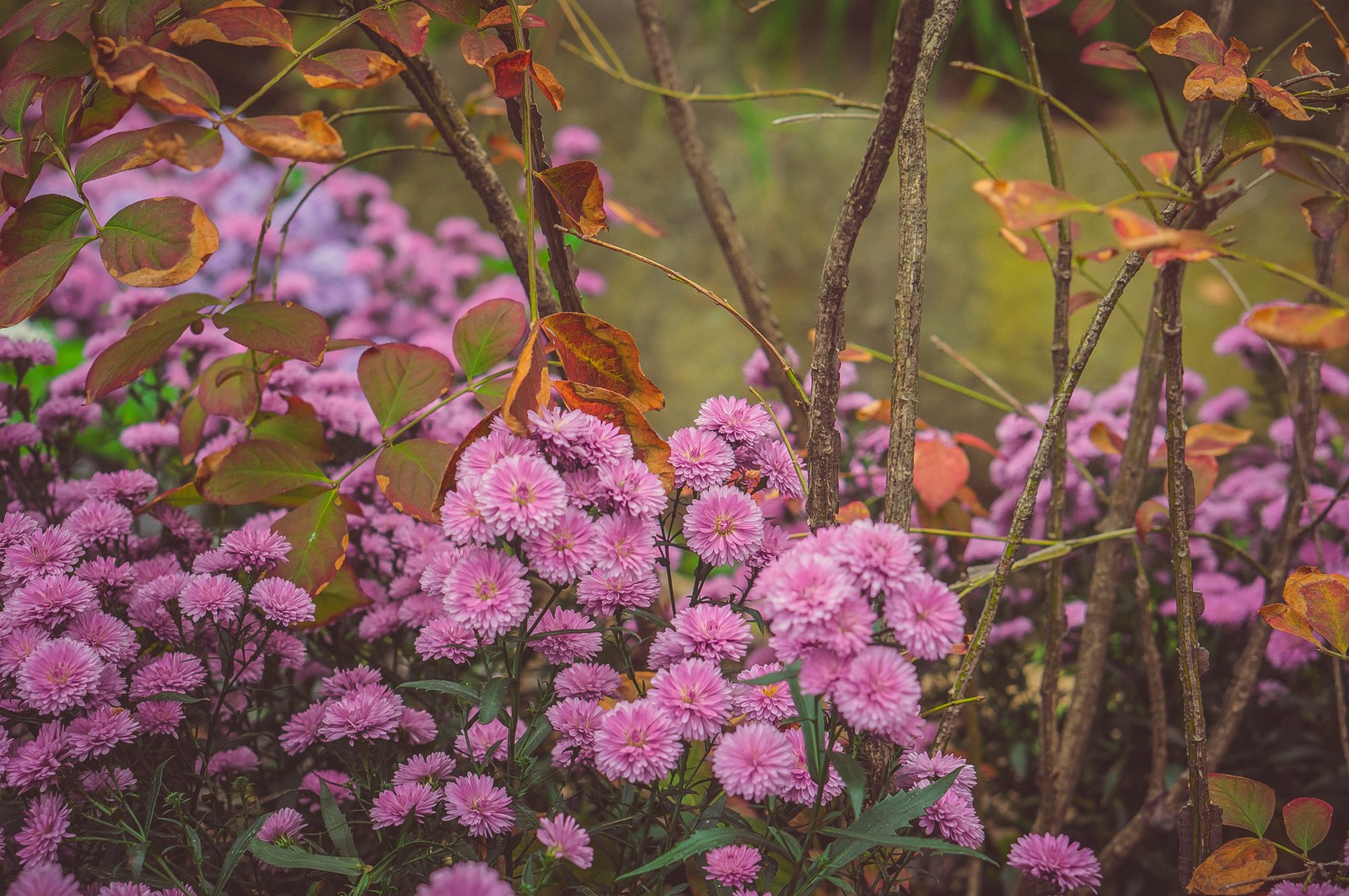 Flores roxas em um jardim com folhas verdes e caules marrons (flor, crisantemo, planta com flores, planta, rosa)