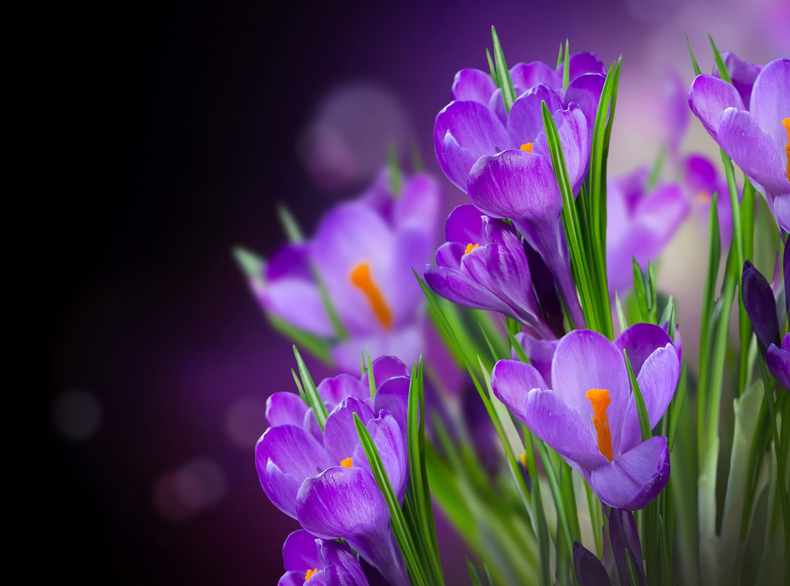 Flores roxas com centros amarelos em um vaso sobre uma mesa (crocus, violeta, roxo, planta com flores, pétala)