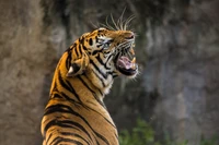 Majestic Bengal Tiger Roaring in Close-Up