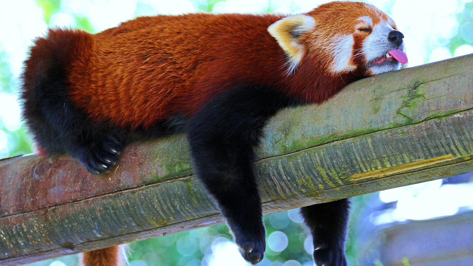 Un panda rouge dormant sur une branche d'arbre (panda géant, panda roux, animal terrestre, ours, peau)