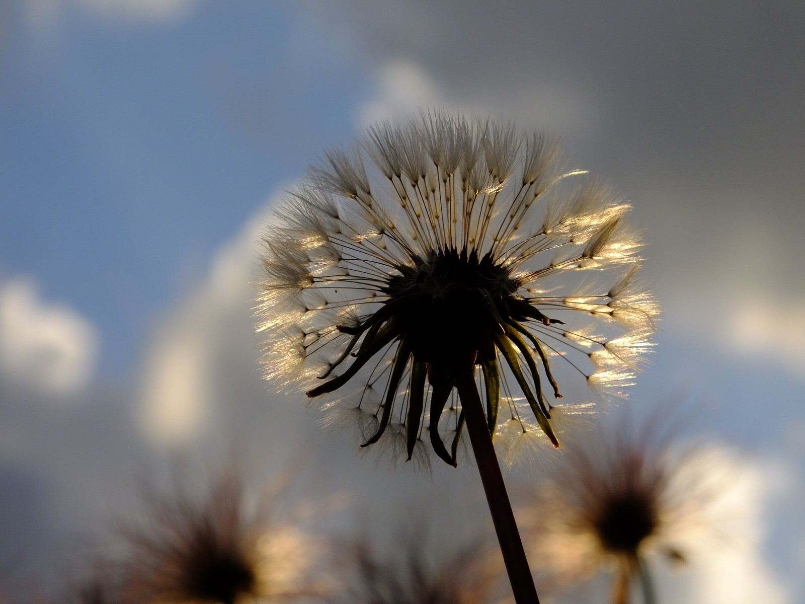 Es gibt einen löwenzahn mit samen, die im wind wehen (blume, blühende pflanze, löwenzahn, natur, pflanze)