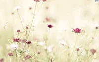 Zarte rosa Wildblumen blühen zwischen sanften Gräsern auf einer ruhigen Frühlingswiese.