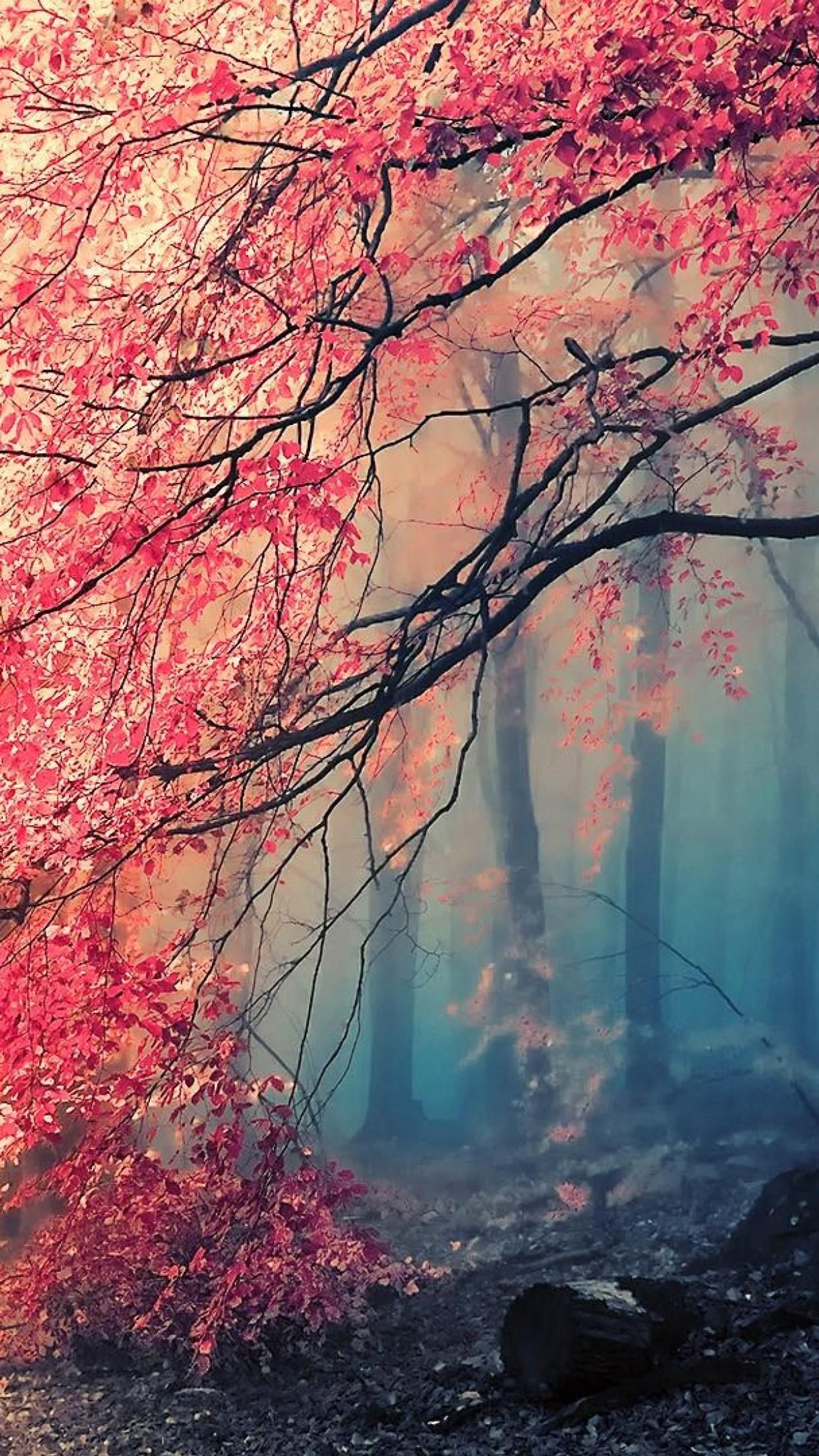 There is a red tree in the middle of a forest (natural landscape, sky, pink, natural environment, atmosphere)