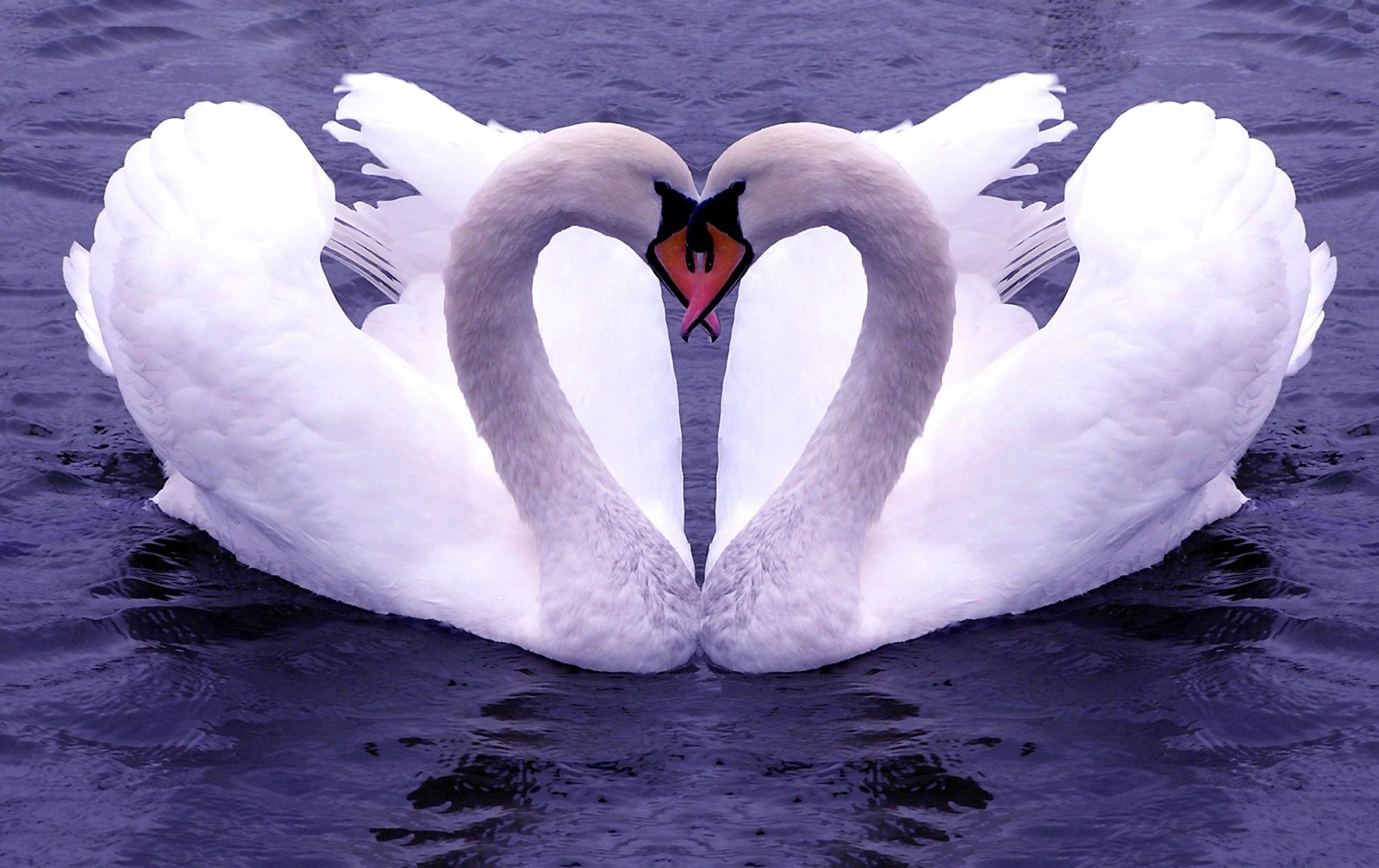 Hay dos cisnes formando un corazón en el agua (inseparables, cisne, ave, ave acuática, patos gansos y cisnes)