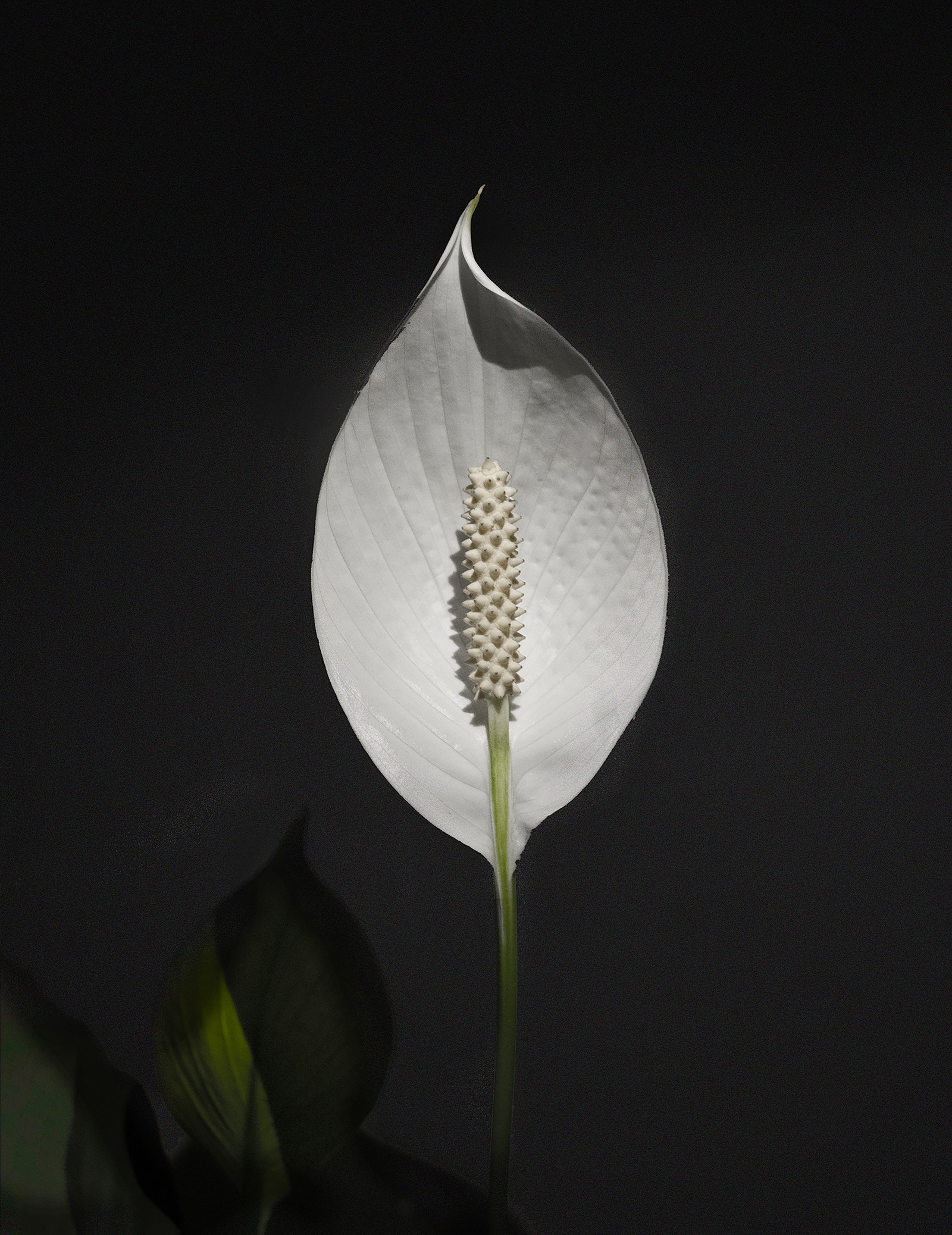 Flor blanca árabe con tallo verde en una habitación oscura (hoja, plantas, flor, planta, tallo de planta)