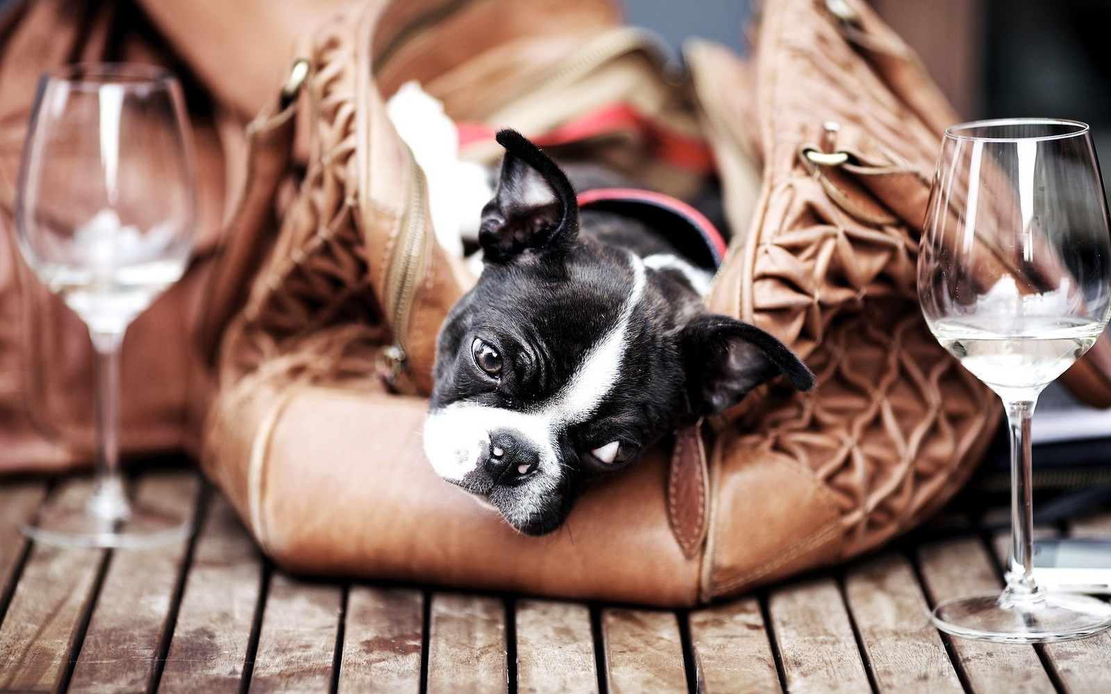 boston terrier, french bulldog, companion dog, dog breed, puppy wallpaper