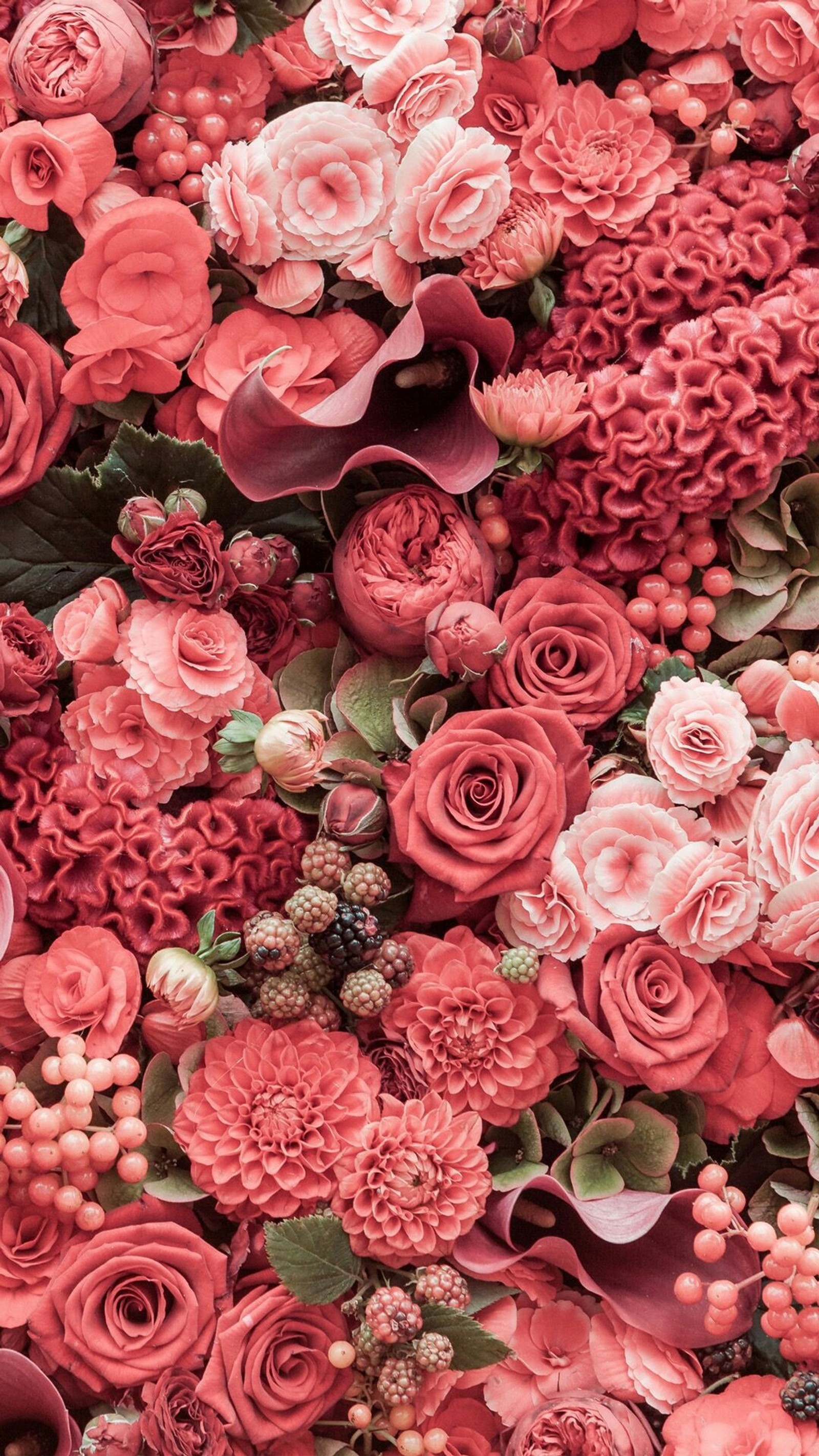 flowers, love, nature, pink, roses Download Wallpaper