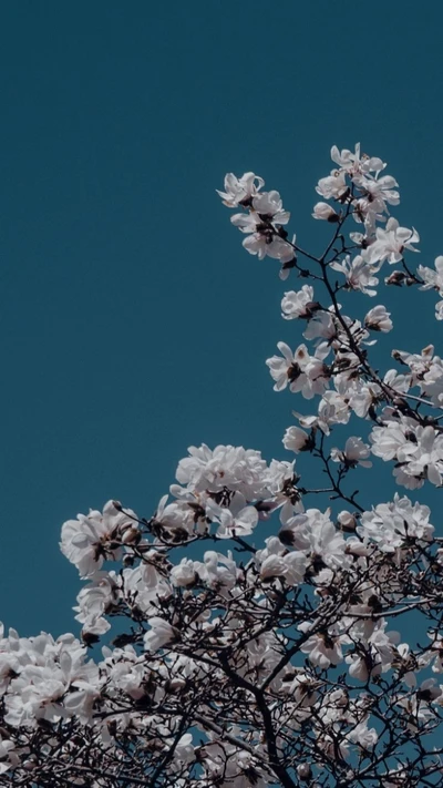 estética, azul, flores