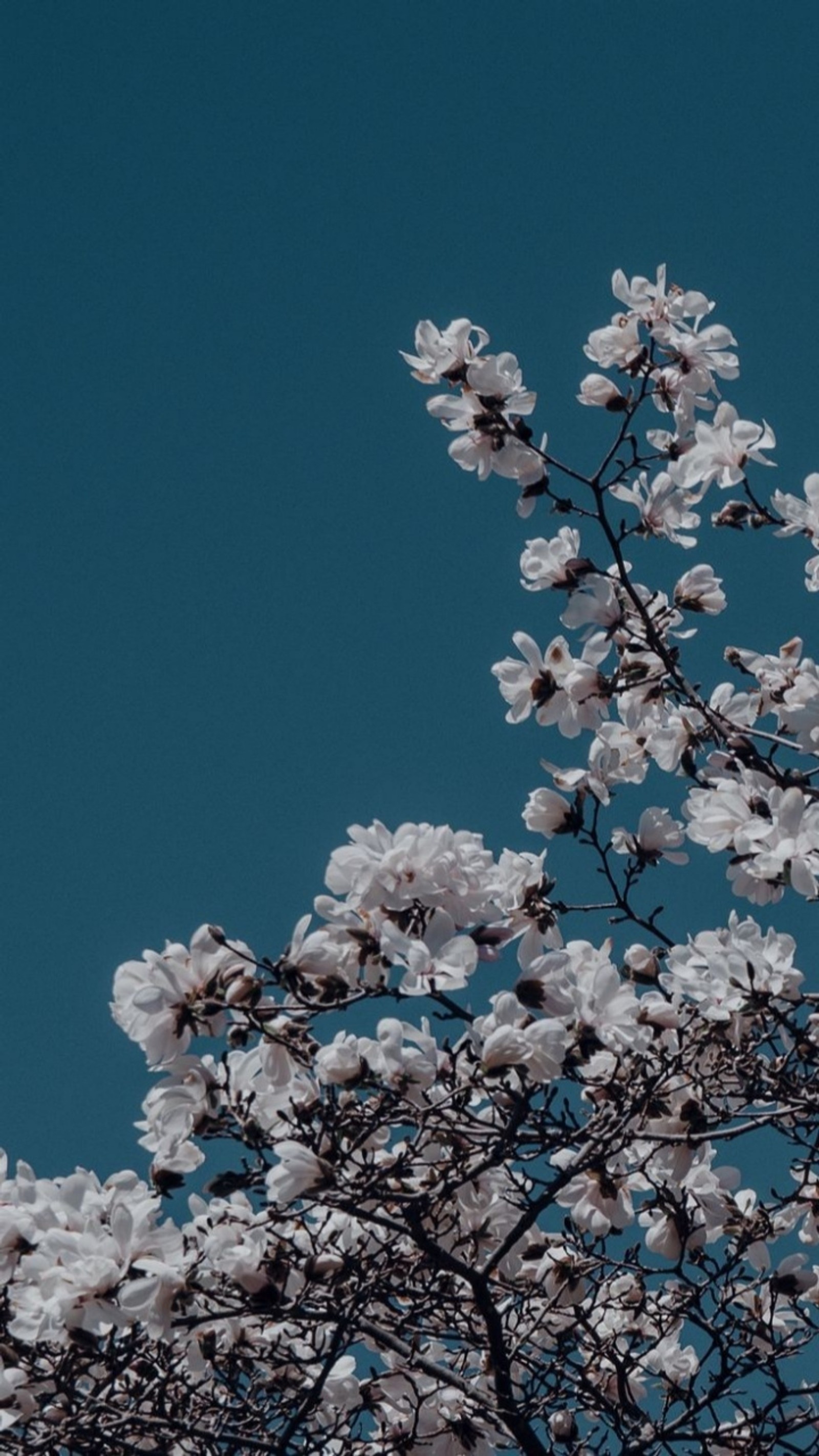 There is a tree with white flowers on it and a blue sky (aesthetic, blue, flowers)