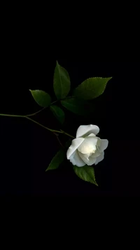 Elegant White Rose with Lush Green Leaves