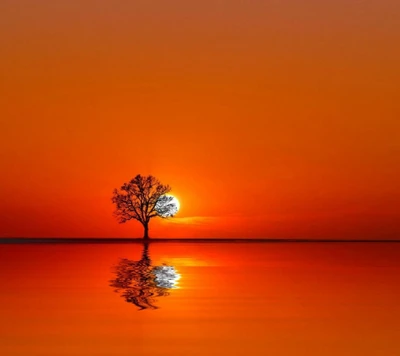 Silhouetted Tree at Sunset Over Calm Waters