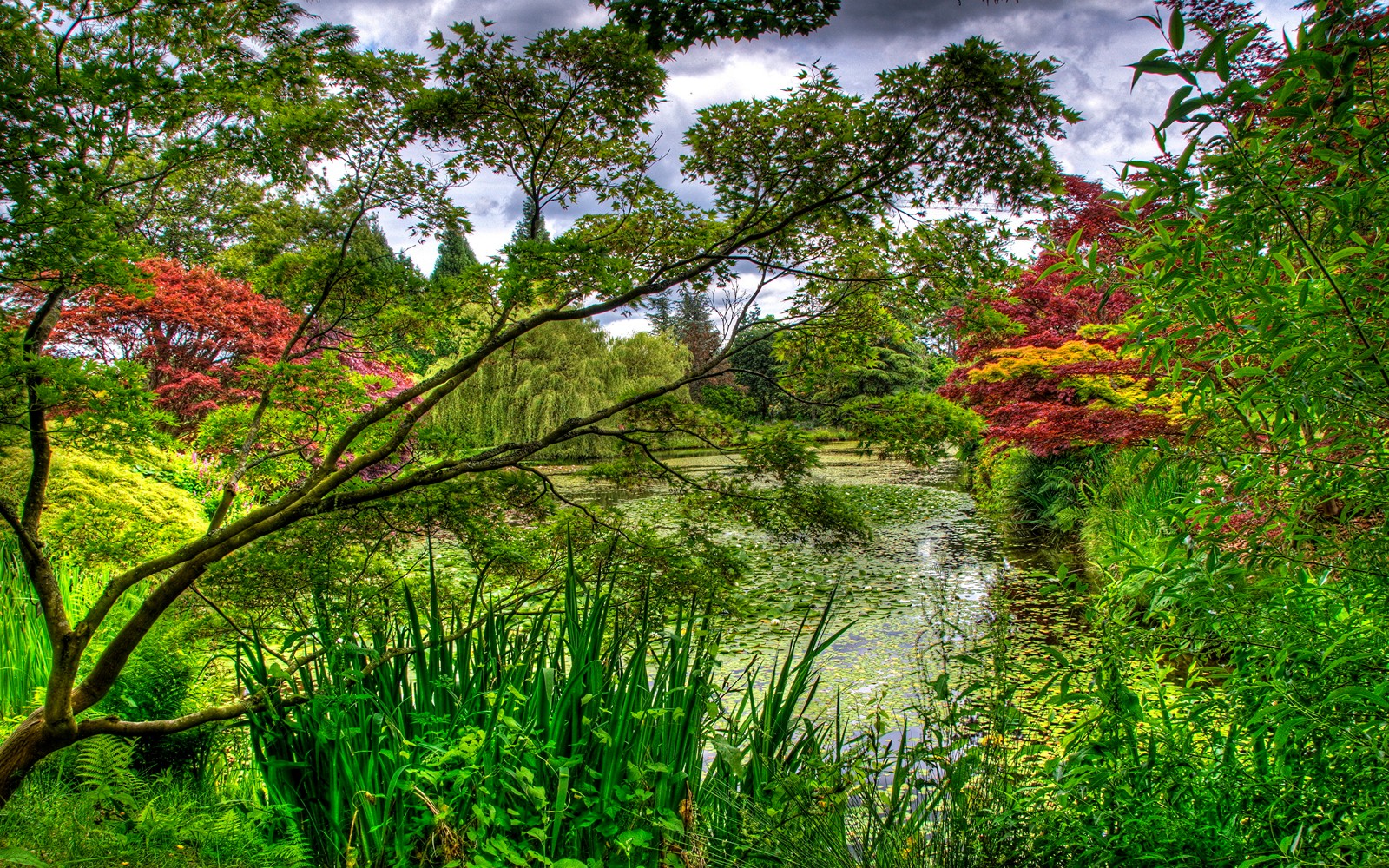 A view of a pond surrounded by lush green grass and trees (garden, tree, nature, vegetation, nature reserve)