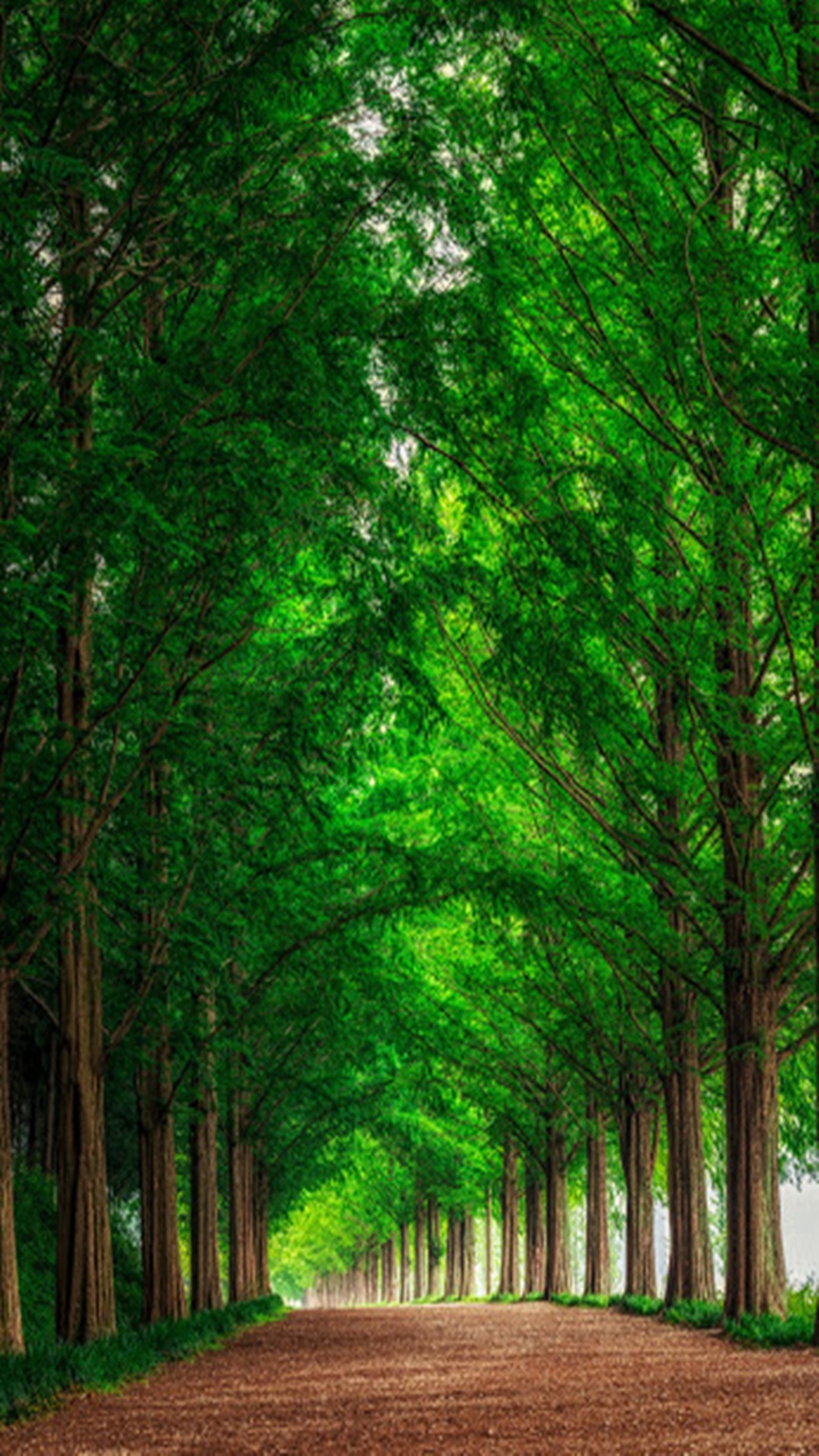 Arafed view of a dirt road lined with trees (landscape, nature)