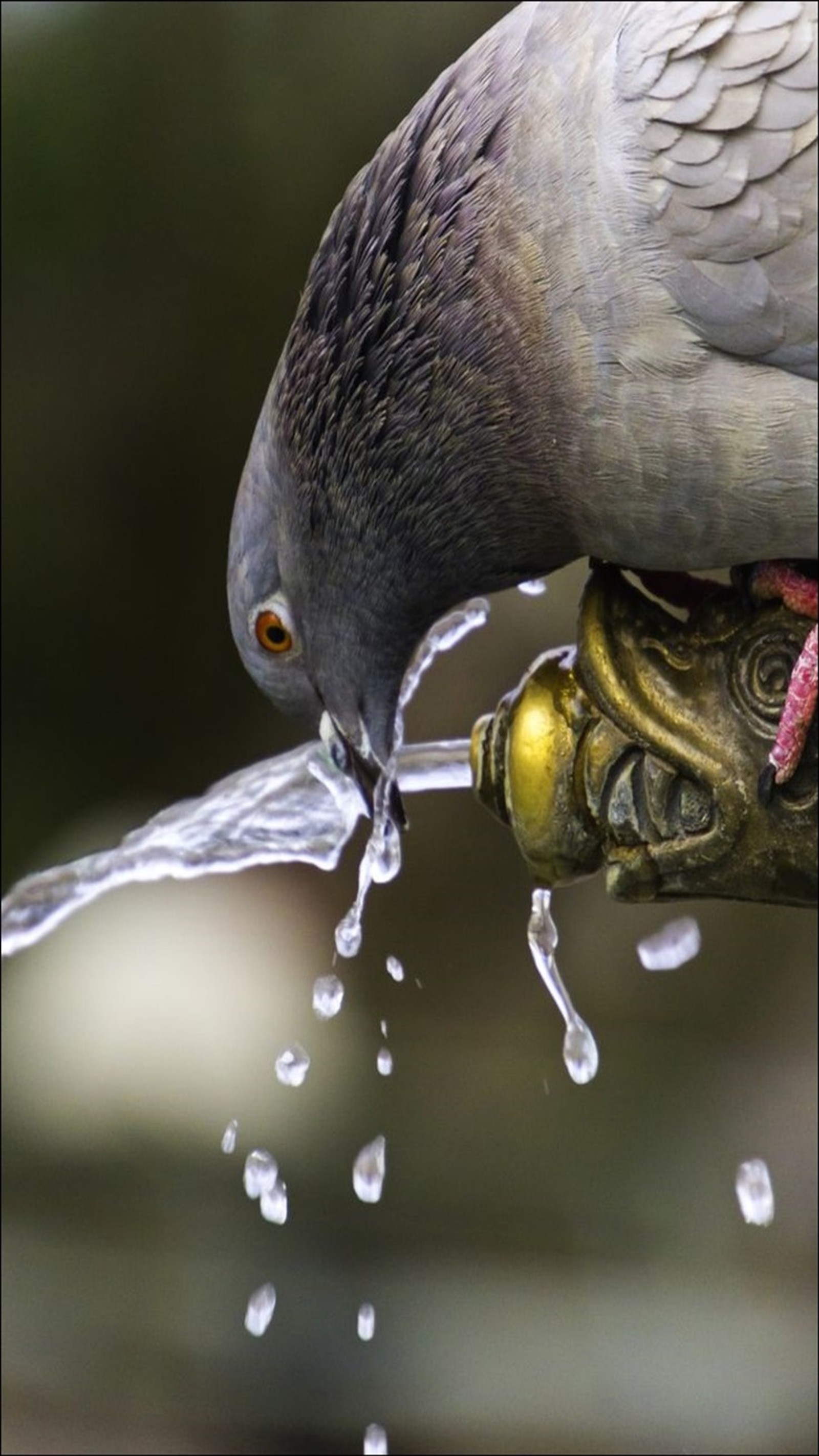 Téléchargez le fond d'écran pigeon, assoiffé